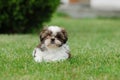 Shih Tzu puppy