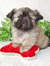 Shih-Tzu Puppy Royalty Free Stock Photo