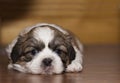 Shih Tzu Puppy Royalty Free Stock Photo