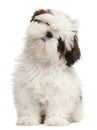 Shih Tzu puppy, 3 months old, sitting Royalty Free Stock Photo