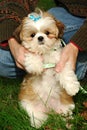 Shih Tzu Puppy Royalty Free Stock Photo