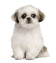 Shih tzu puppy, 4 months old, sitting