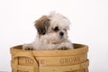 Shih Tzu puppy Royalty Free Stock Photo