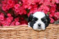 Shih Tzu Puppy Royalty Free Stock Photo