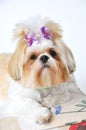 Shih Tzu Puppy Royalty Free Stock Photo