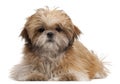 Shih-tzu puppy, 6 months old, lying Royalty Free Stock Photo