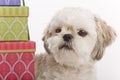 Shih tzu puppy Royalty Free Stock Photo