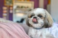 Shih Tzu puppy being cheeky on the bed Royalty Free Stock Photo