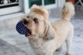 Shih Tzu puppy carrying blue ball