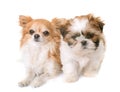Shih tzu puppy and chihuahua