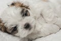 Shih tzu puppy