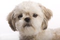 Shih tzu puppy closeup