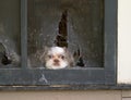 Shih Tzu Puppy Daydreams Of Escaping Thru Screen