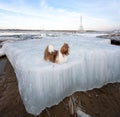 Shih Tzu puppy dog standing on an big ice floe with icicles