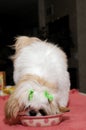 Shih Tzu Puppy Eating