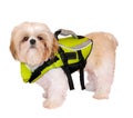 Shih Tzu Puppy In A Life Jacket