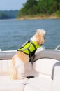 Shih Tzu Puppy In A Life Vest