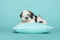 Shih tzu puppy lying on a blue cushion on a blue background