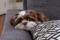 Shih tzu puppy lying on the blue sofa and facing the camera Royalty Free Stock Photo