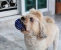 Shih Tzu puppy playing blue ball