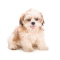 Shih-tzu puppy posing isolated on white background Royalty Free Stock Photo