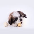 Shih-tzu puppy posing on white background. Royalty Free Stock Photo