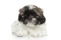 Shih Tzu puppy resting Royalty Free Stock Photo