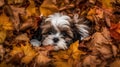 Shih Tzu Puppy\'s First Romp in the Autumn Leaves