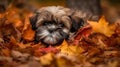 Shih Tzu Puppy\'s First Romp in the Autumn Leaves