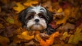 Shih Tzu Puppy\'s First Romp in the Autumn Leaves