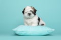 Shih tzu puppy sitting on a blue cushion on a blue background
