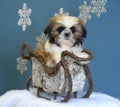 Shih tzu puppy in sleigh