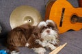 6 month old shih tzu puppy looking to the side surrounded by cymbals, drumsticks and guitar