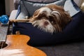 6 month old shih tzu puppy lying on his bed and surrounded by drumsticks and guitar