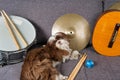 6 month old shih tzu puppy surrounded by snare drum, cymbals, drumsticks and guitar