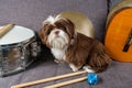 6 month old shih tzu puppy on the sofa surrounded by snare, cymbals, drumsticks and guitar