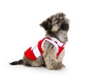 Shih tzu puppy with sweater Royalty Free Stock Photo