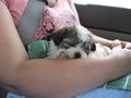 Shih tzu puppy on the way home