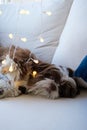 Shih tzu relaxing on the sofa and playing with her paw on a small lit lamp_vertical