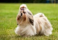 Shih Tzu running on the green grass moment