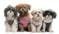 Shih Tzu's