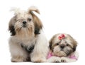 Shih Tzu's, 7 months old and 3 months old