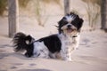 Shih Tzu in the sand