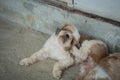 Shih Tzu scratching his neck due to itching and was lying on the floor. Shih Tzu puppies are resting in the house. Animals dog Royalty Free Stock Photo