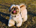 A Shih Tzu