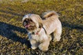 A Shih Tzu