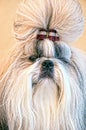 Shih tzu show class dog