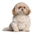 Shih Tzu sitting