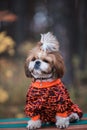 Shih tzu is sitting on a bench. Dog walking in the park in autumn. Royalty Free Stock Photo