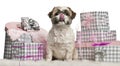 Shih Tzu sitting with Christmas gifts